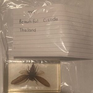 Beautiful Cicada- Thailand